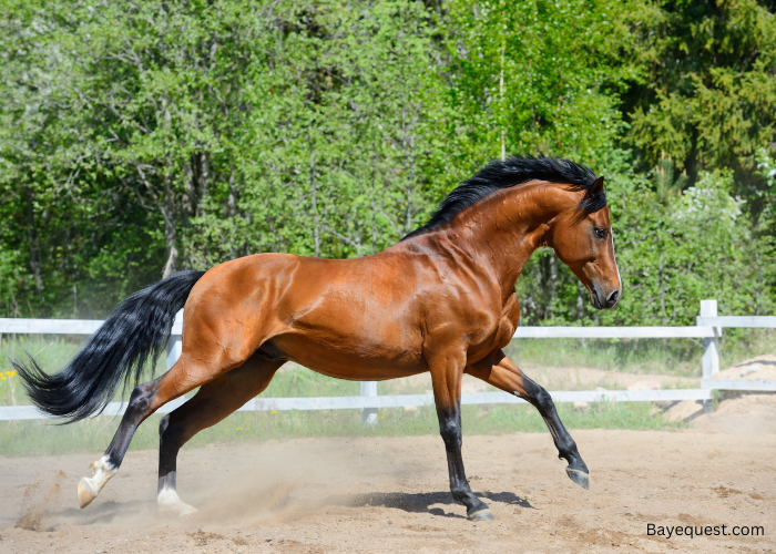 What-is-a-Bay-Horse-1