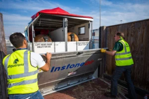 horse transport for a flight